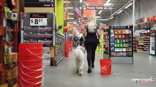 4 year old Goldendoodle I Goldendoodle Training Phoenix I Doodle Trainers Phoenix I All-American K-9