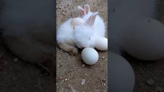 Beautiful rabbit babe #chick #shortvideos #cutecat