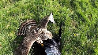 Goshawk Crow Hawking