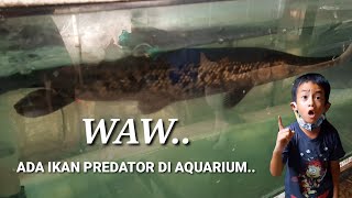 Waw.. Ada Ikan Predator Besar Didalam Aquarium