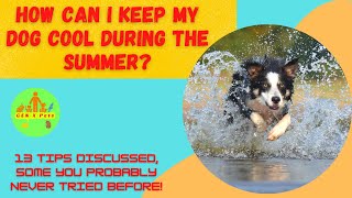 How can I keep my dog cool during the summer? | 13 Practical tips discussed