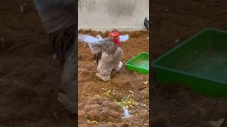 ഷൂസിട്ട മസിലൻ കോഴി 🐓💪🔥#viral #trendingshorts #chicken #pets #birds #chickencurry #chickenrecipe