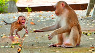 Very Sad ! Baby tiny monkey SABA crying out hungry milk - but Mom pushing and block milk to him pity