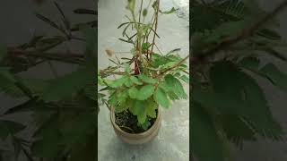 touch me not plant 🌱 छुई -मुई का पौधा || लाजवन्ति का पौधा ||