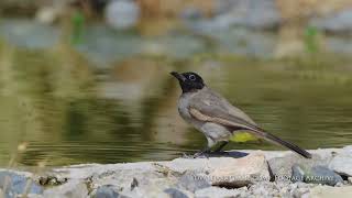 White-spectacled bulbul / בולבול צהוב-שת