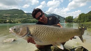 Dam carpfishing by Betackle - Reload Amur and Carps