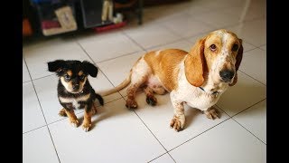 Nevin The Basset & Gerald #1