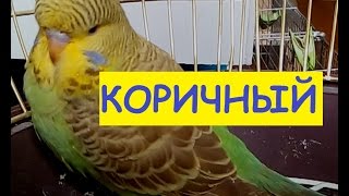 Коричный Оливка Чешонок