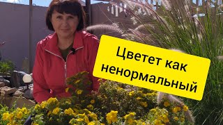 Лучший декоративный кустарник цветущий всё лето и половину осени. Лапчатка. Обзор лучших сортов.