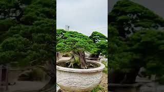 Đẳng cấp! #caycanhbaolam #bonsai #caycanh