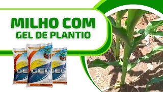 [RESULTADO NO MILHO] Parte do Milho plantada com Gel De Plantio Hidrogel