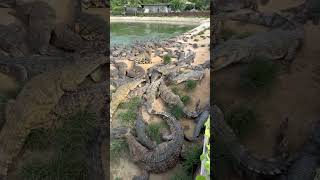 Birdie fly straight into crocodiles mouth