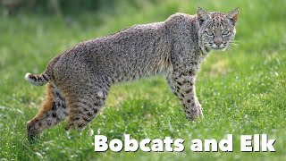 National Wildlife Day - Bobcats and Elk at Point Reyes National Seashore - California