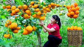 How to Harvest Orange, goes To Market Sell - Harvesting and Cooking |Tieu Vy Daily Life