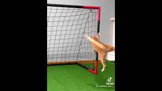 o gatinho virou goleiro