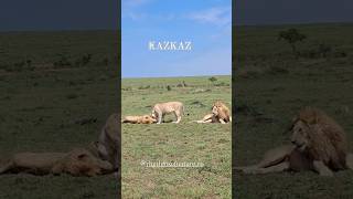 Las bestias de Mara, Bron, Rami y Omokale (Kazkaz Boys). #lion #nature #shorts #viralvideo #wildlife