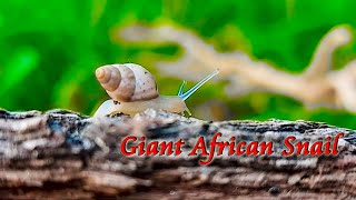 Giant African Snail घोंघा ( शंख ) Shankh - THE NATURE