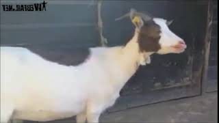 Goat screaming meme 4 funny animal