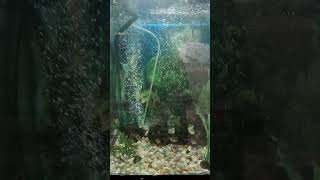 #fishtank with beautiful tigerbarbfish#shortsvideo #fishaquarium