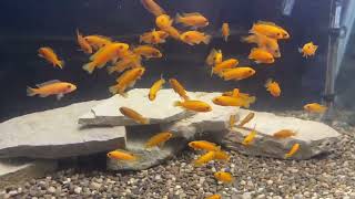 Fish room update p2| feeding all my fish