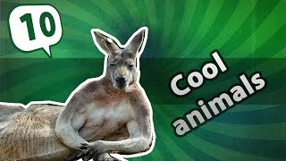 Cool animals / Крутые животные