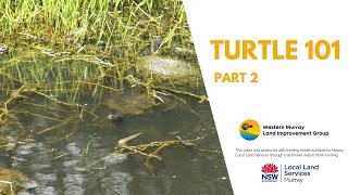 Turtle 101: Part 2 - Your turtle questions answered