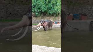 Elephants🖤🐘🐘#subscribe#srilanka#shorts#elephant#srilankaelephant#srilankatravel#srilankatravelvlog