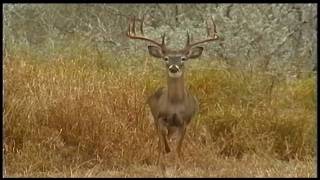 Stealthy Bobcat Morning Vigil and Exceptional Young Buck