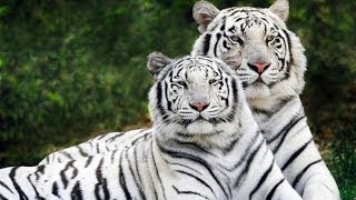 Scienza degli animali : tigre siberiana, tasso americano e rospo