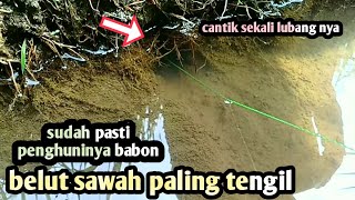 mancing belut sawah terbaru ‼️ dapat babon