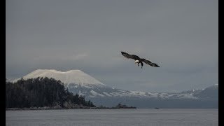 Wild Alaska: Herring Spawn Extravaganza Herald's Spring