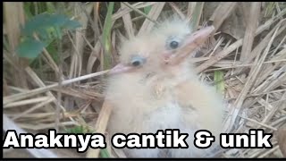 Menemukan sarang burung anaknya lucu dan unik