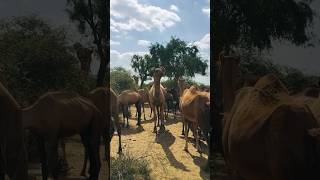 The fun of the male camel #shortsviral  #shorts  #youtubeshorts