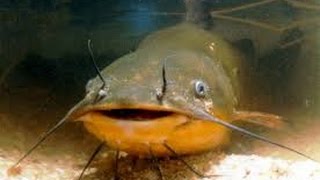 ''Catfish'' dangerous creatures in the land