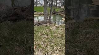 Found a Nesting Goose While Treating my Pond #shorts #outdoors #nature #goose #pond #fishing #nest