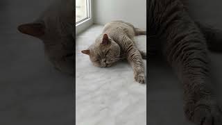 КОТ СПИТ. Британский кот Кекс - сложная жизнь в России. The cat is sleeping. #shorts