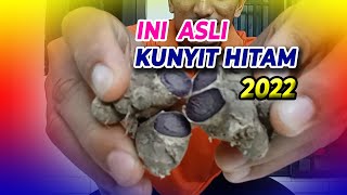 bibit kunyit hitam asli