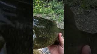 The magic disappearing act!🤯#fishing#creekfishing #smallmouthbassfishing