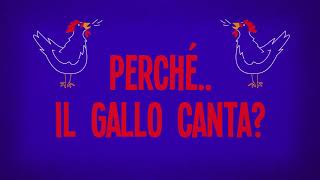 Perché il gallo canta?