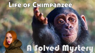 life of chimpanzee | let's solve mystery #chimpanzee #animalbehavior #primates #nature #bbc #wildlif