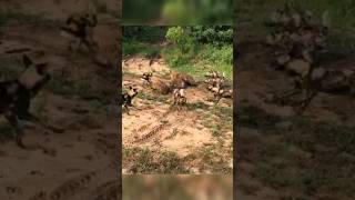 Hyenas vs Wild dog brutal battle. #isitreal #attack #animals #shorts #hyena #wilddog