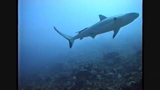 Кормление бычьих акул (bull sharks). Фиджи.