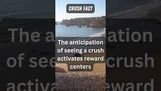 Crush Fact The anticipation of seeing a crush activates reward centers creating excitement and longi