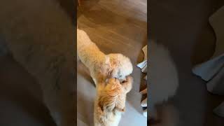 Goose the golden doodle puppy vs old Zoe