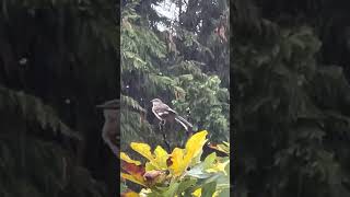 Птичка купается под дождём. Birds shower #short cute animals