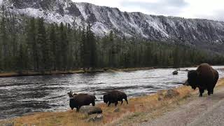 Bison running along river and road.  Like a live postcard from Yellowstone National Park.