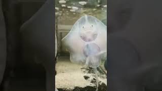 🐡 This cutie is called the thornback ray or also known as Raja clavata, or thornback skate,