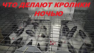 ЧТО ДЕЛАЮТ КРОЛИКИ НОЧЬЮ В КРОЛЬЧАТНИКЕ НОЧНАЯ ЖИЗНЬ У КРОЛИКОВ Разведение кроликов