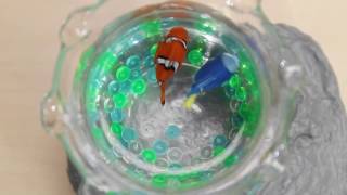 Animated Pet Fish