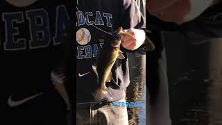 Smallmouth Bass Lehigh River